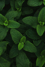 Aromatherapy Inhaler - Peppermint - 2 Pack